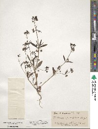 Collinsia parviflora image