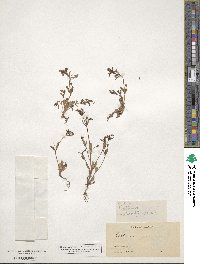 Collinsia parviflora image