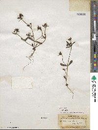 Collinsia parviflora image