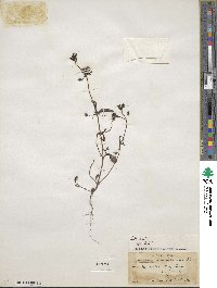 Collinsia parviflora image