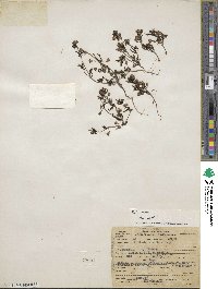 Collinsia parviflora image