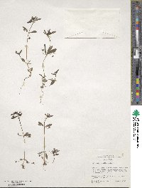 Collinsia parviflora image