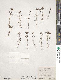 Collinsia parviflora image