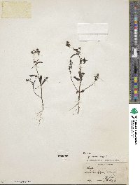 Collinsia parviflora image