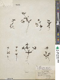 Collinsia parviflora image