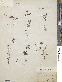 Collinsia parviflora image