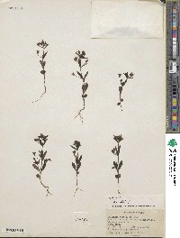 Collinsia parviflora image