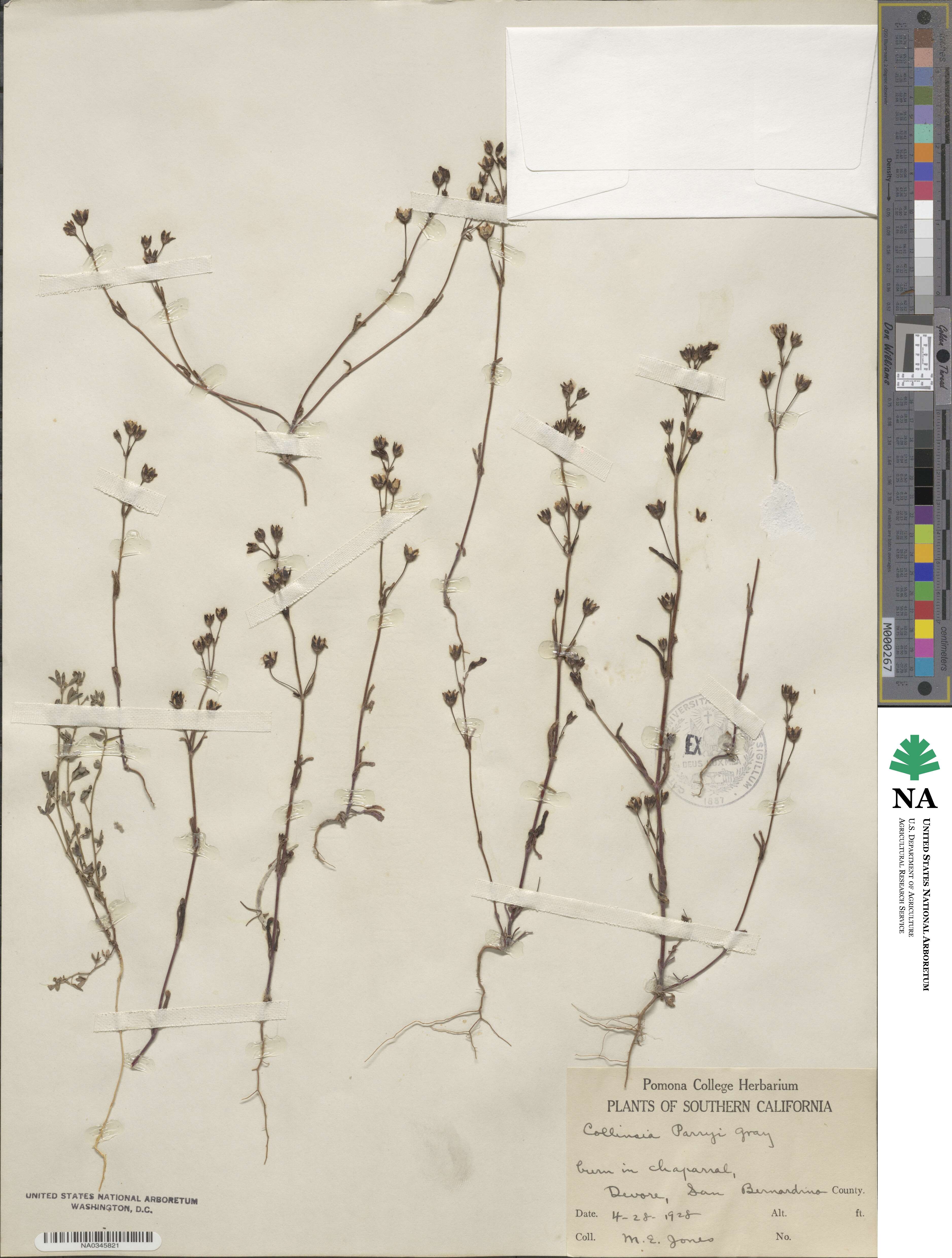 Collinsia parryi image
