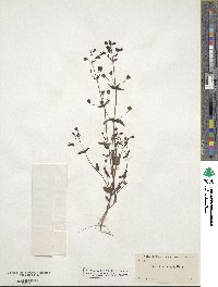 Collinsia parryi image