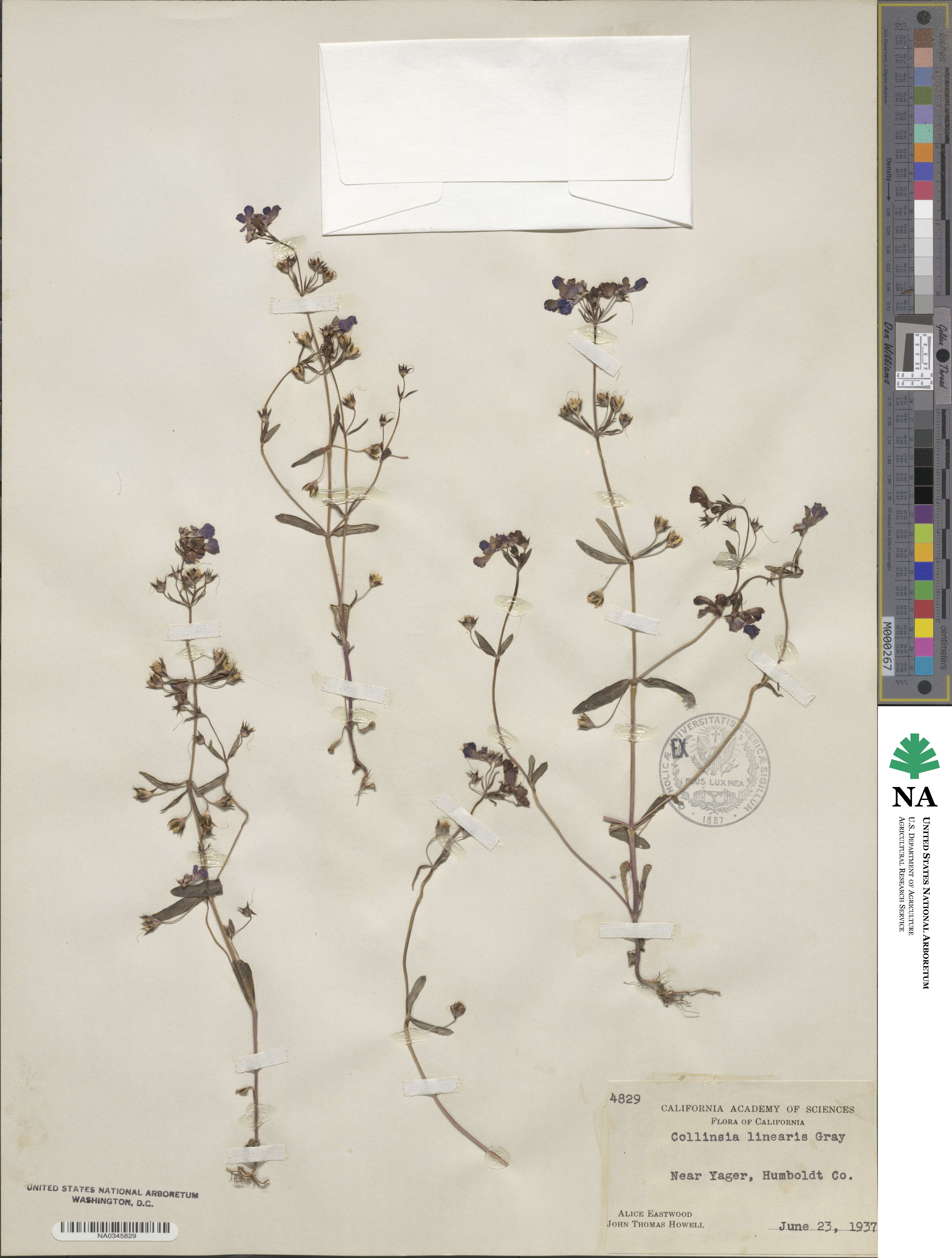 Collinsia linearis image