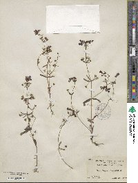 Collinsia linearis image