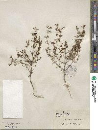 Collinsia linearis image