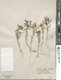 Collinsia linearis image