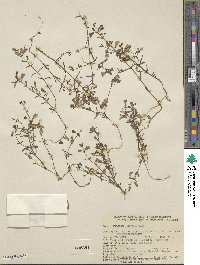 Collinsia linearis image