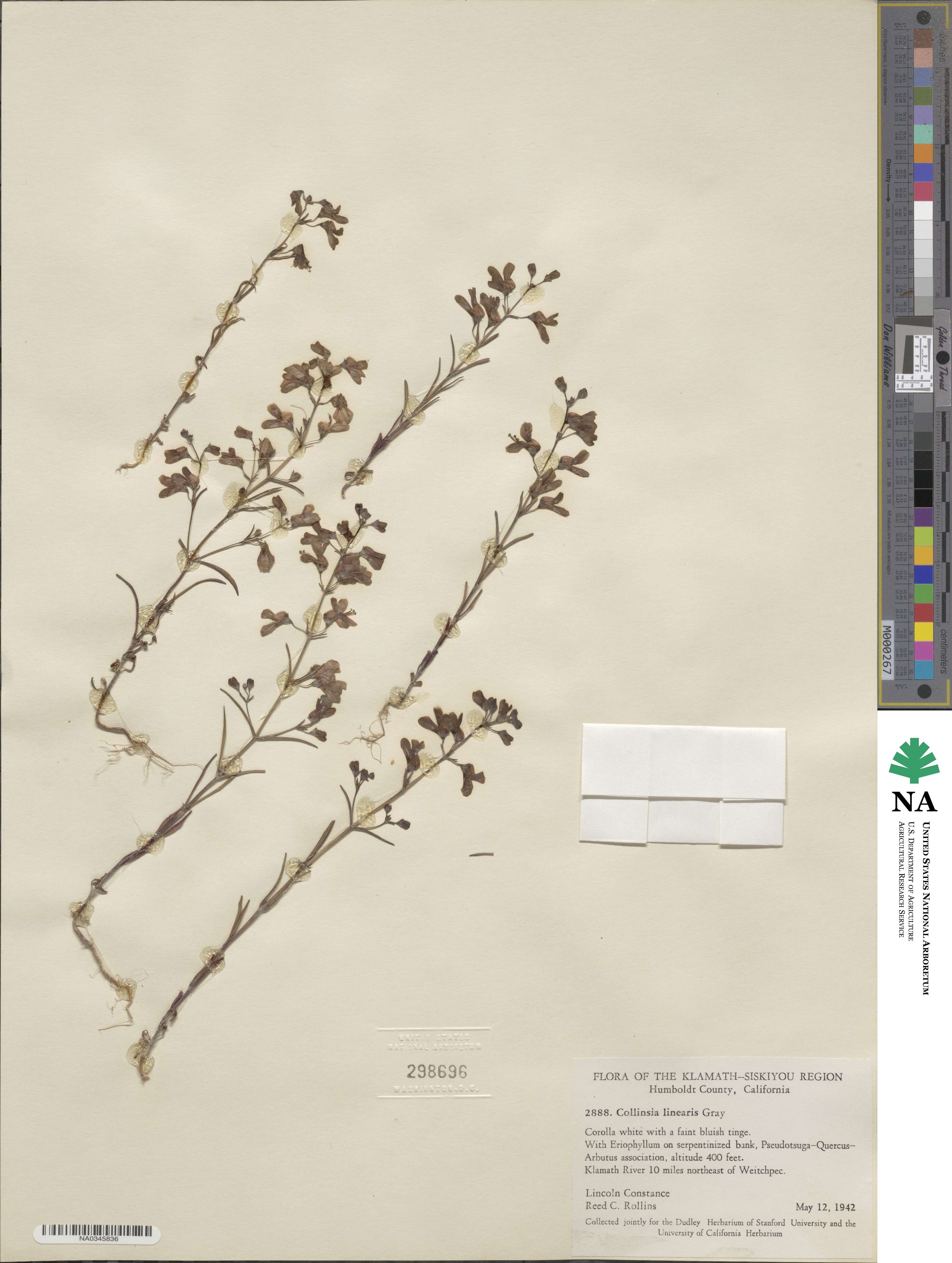 Collinsia linearis image