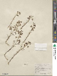 Collinsia linearis image