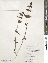 Collinsia bicolor image