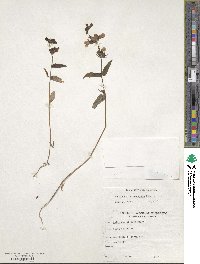 Collinsia bicolor image