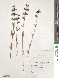 Collinsia bicolor image