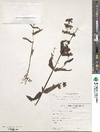 Collinsia bicolor image