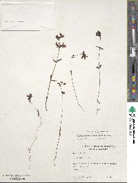 Collinsia bicolor image