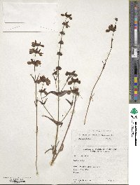 Collinsia bicolor image