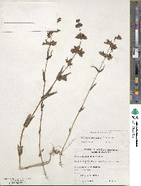 Collinsia bicolor image