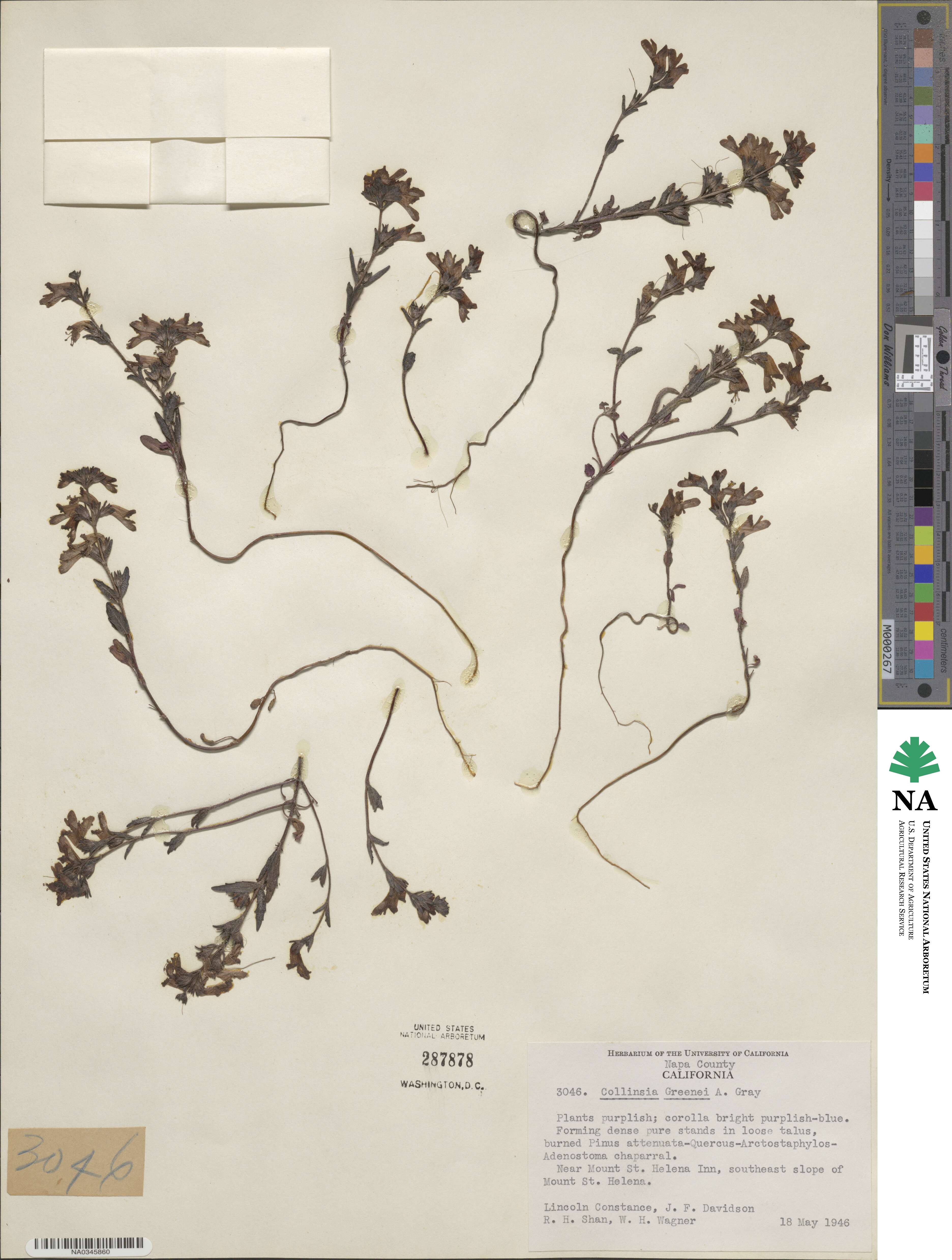 Collinsia greenei image