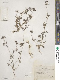 Collinsia grandiflora image