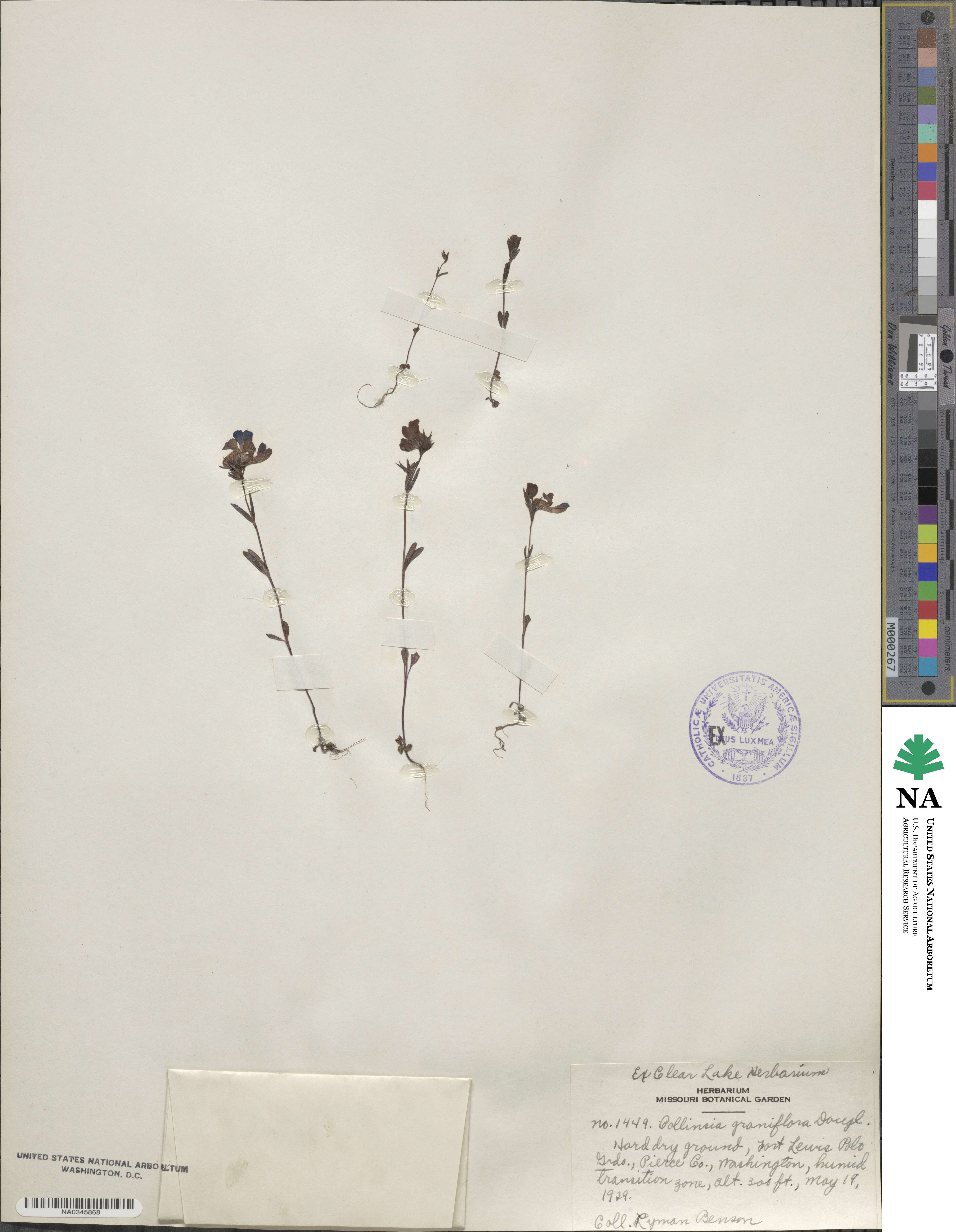 Collinsia grandiflora image