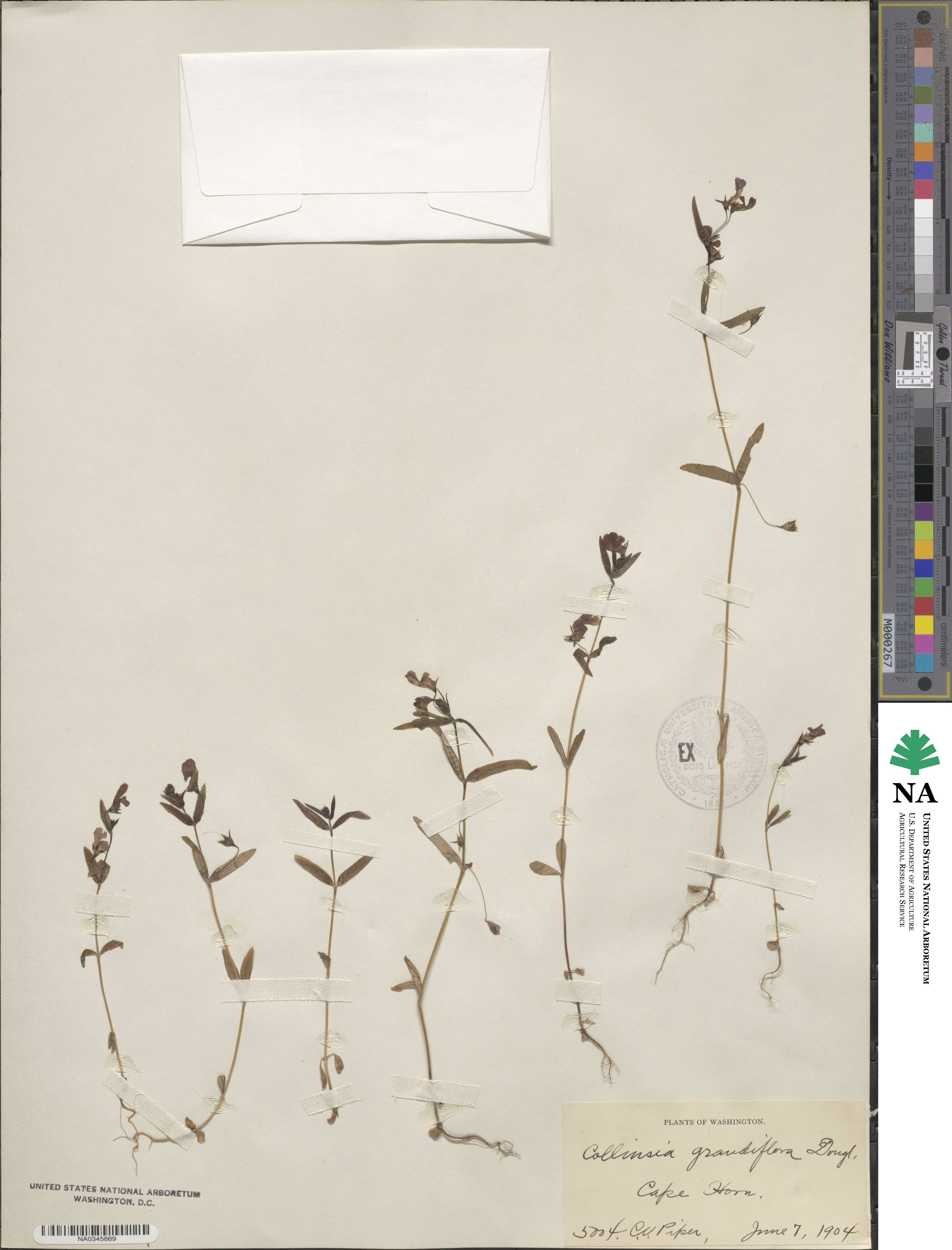 Collinsia grandiflora image