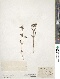 Collinsia grandiflora image