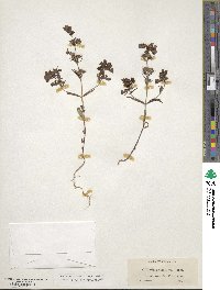 Collinsia grandiflora image