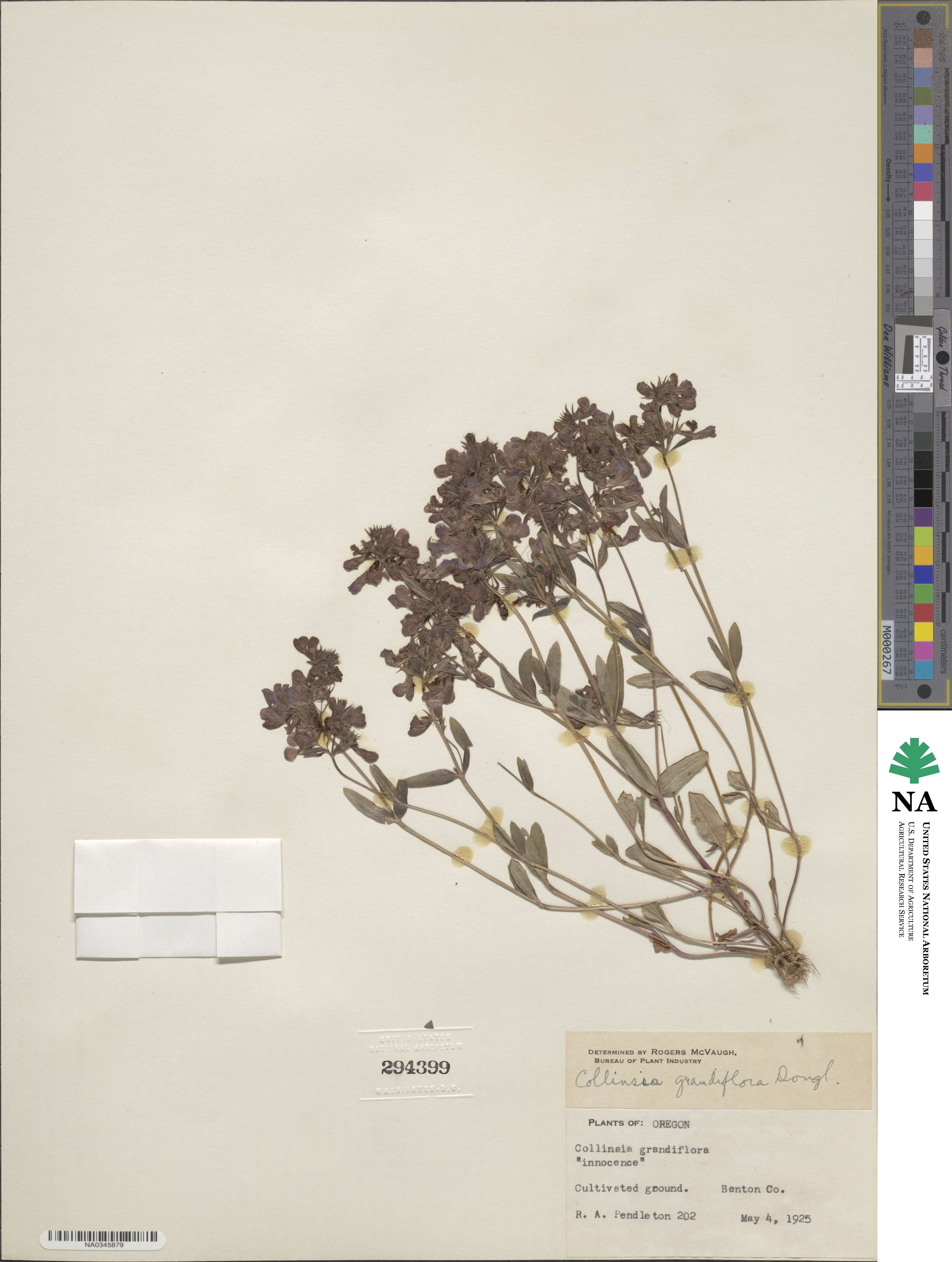 Collinsia grandiflora image