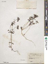 Collinsia grandiflora image