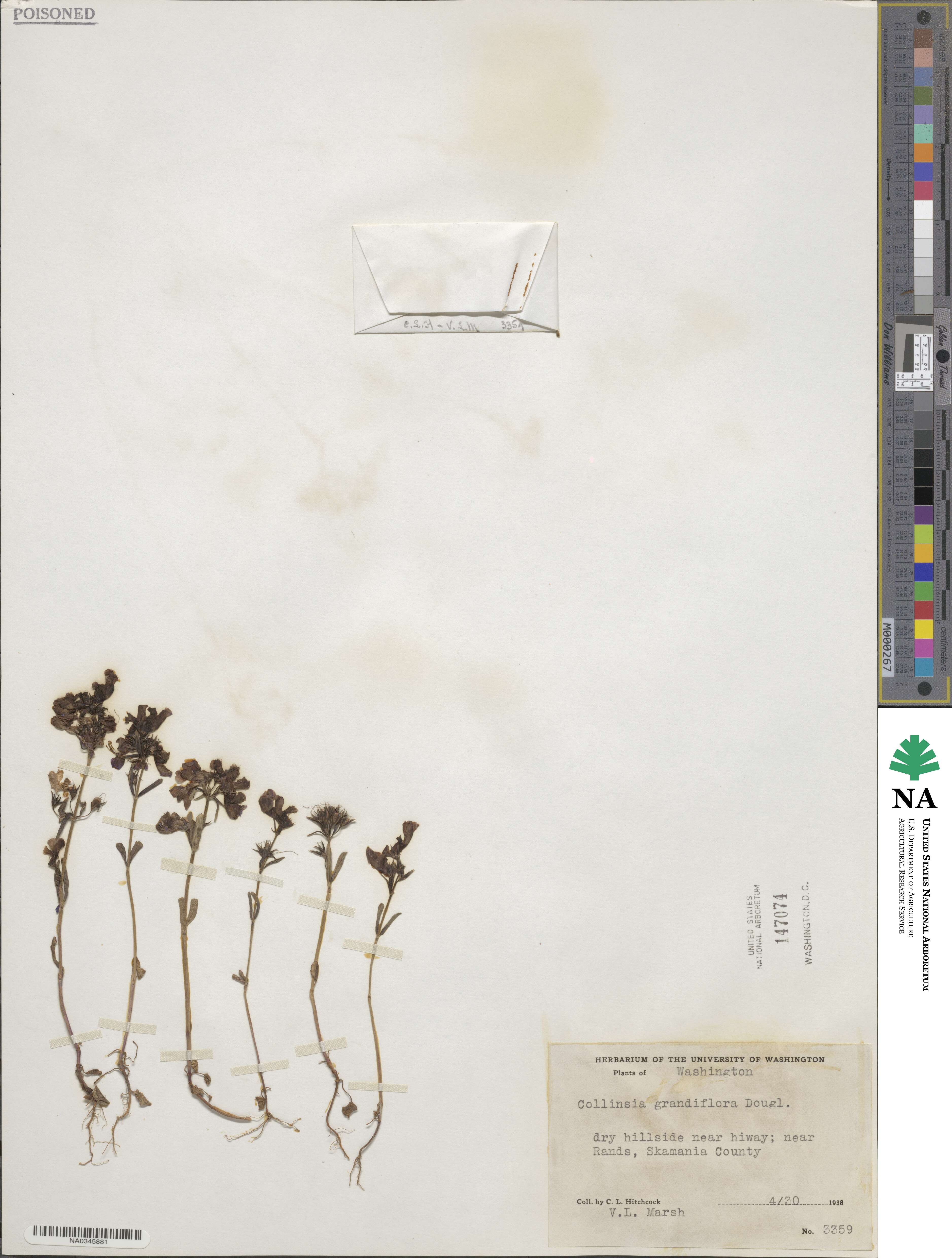 Collinsia grandiflora image