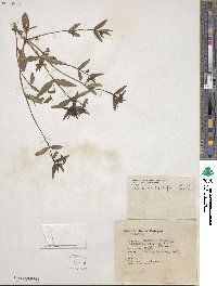 Collinsia grandiflora image