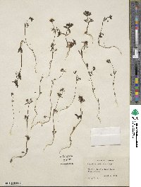 Collinsia parviflora image