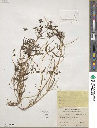 Collinsia parviflora image