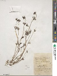 Collinsia parviflora image