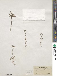 Collinsia parviflora image