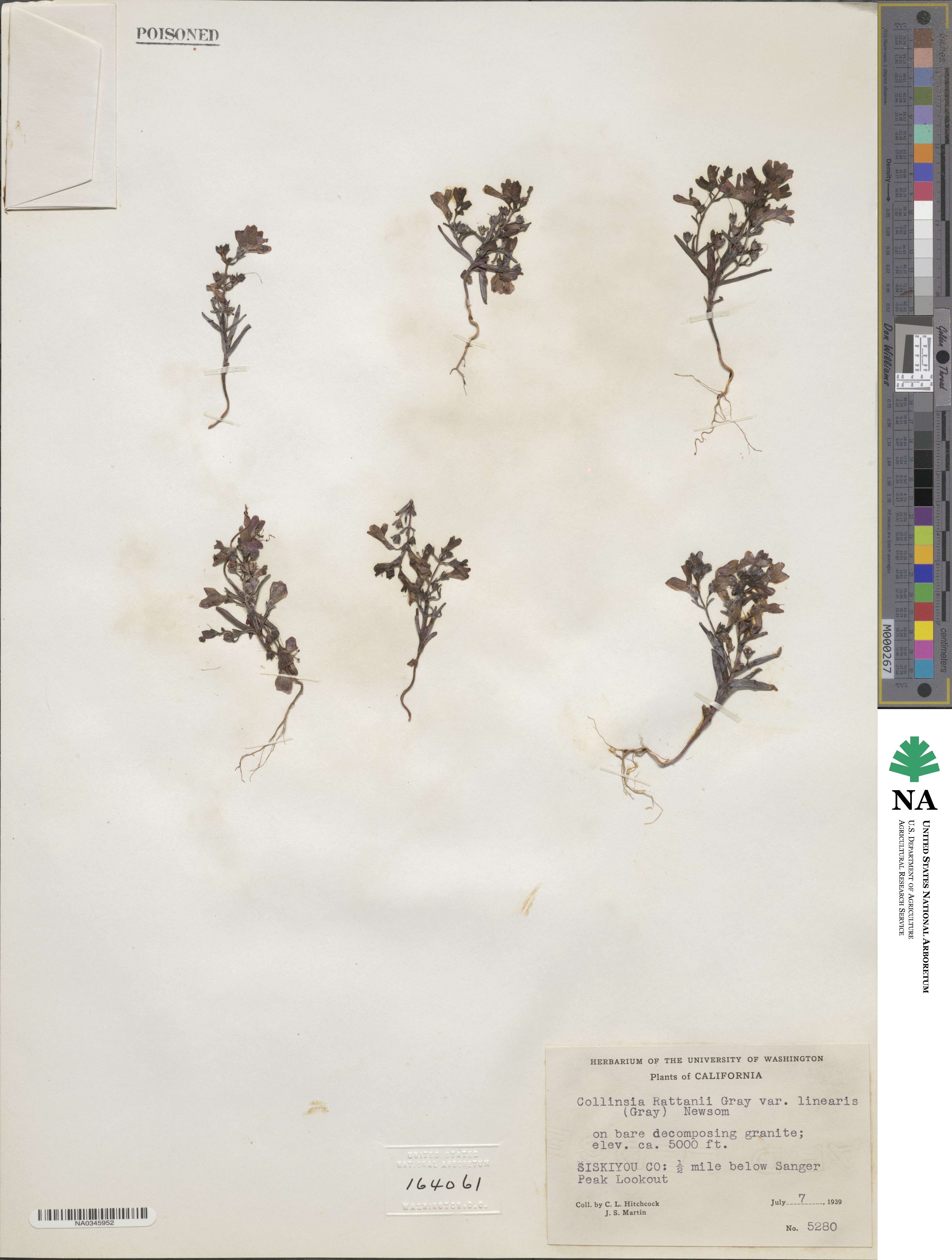 Collinsia linearis image