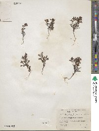 Collinsia linearis image