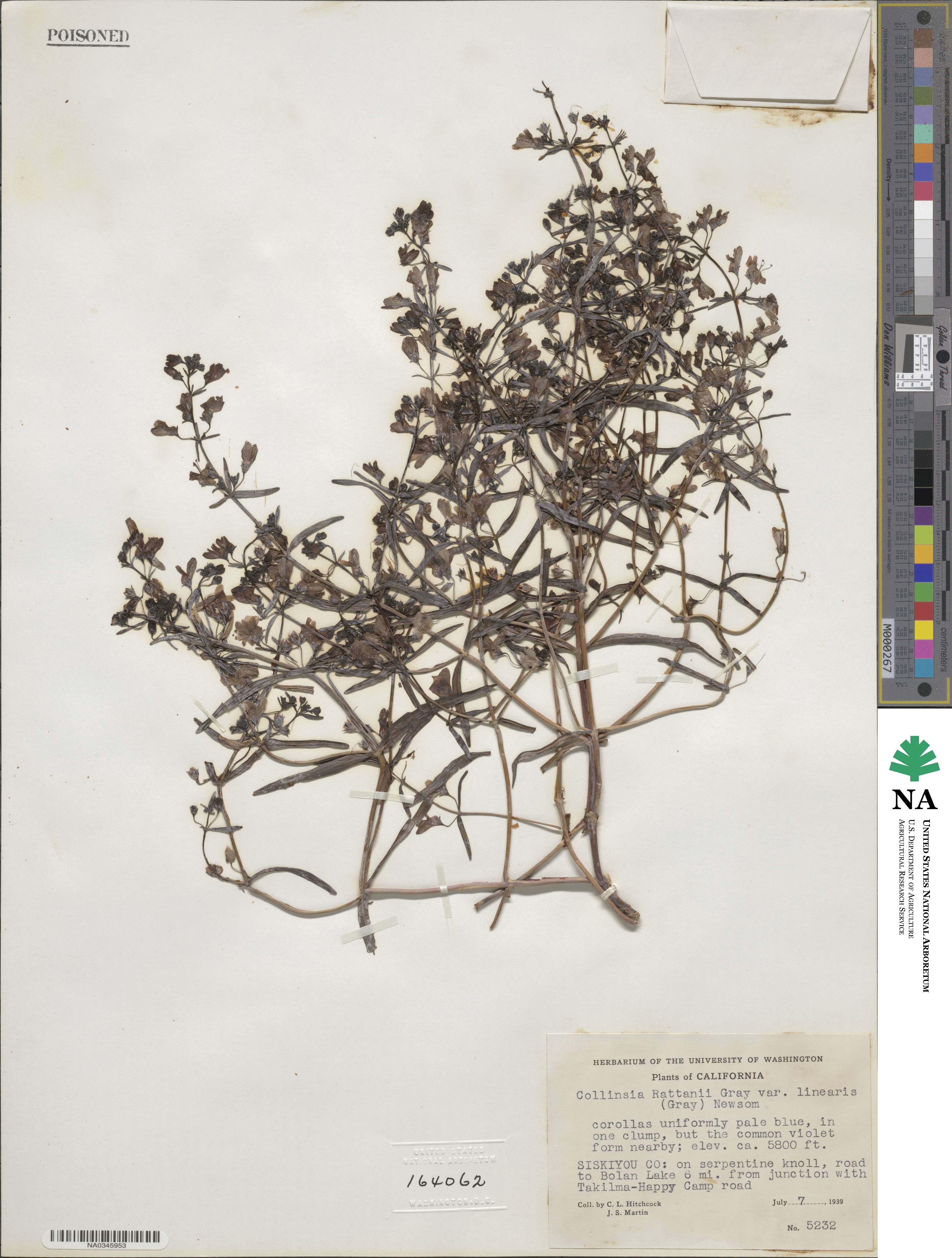 Collinsia linearis image