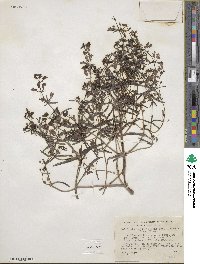 Collinsia linearis image