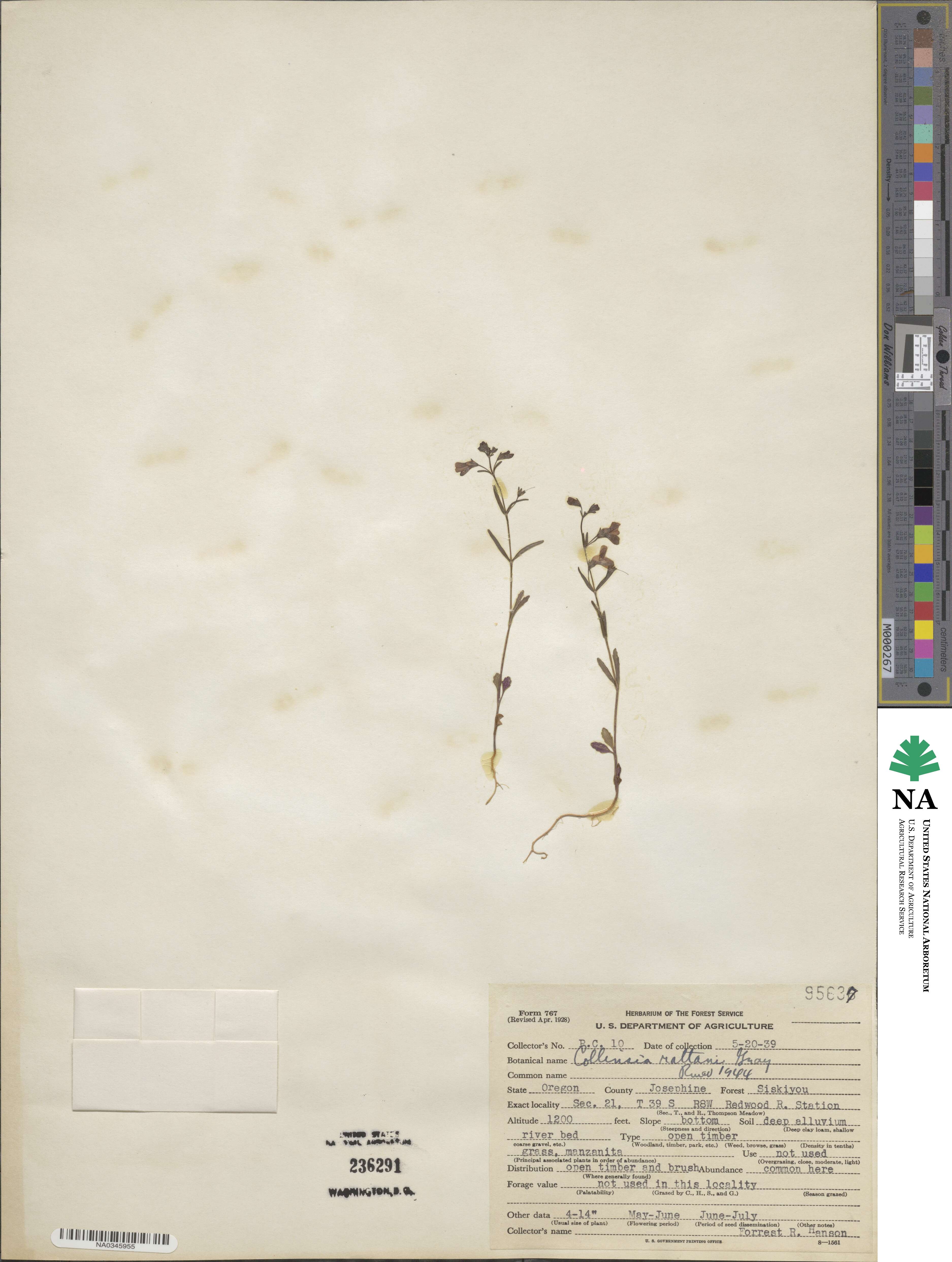 Collinsia rattanii image
