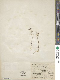 Collinsia rattanii image