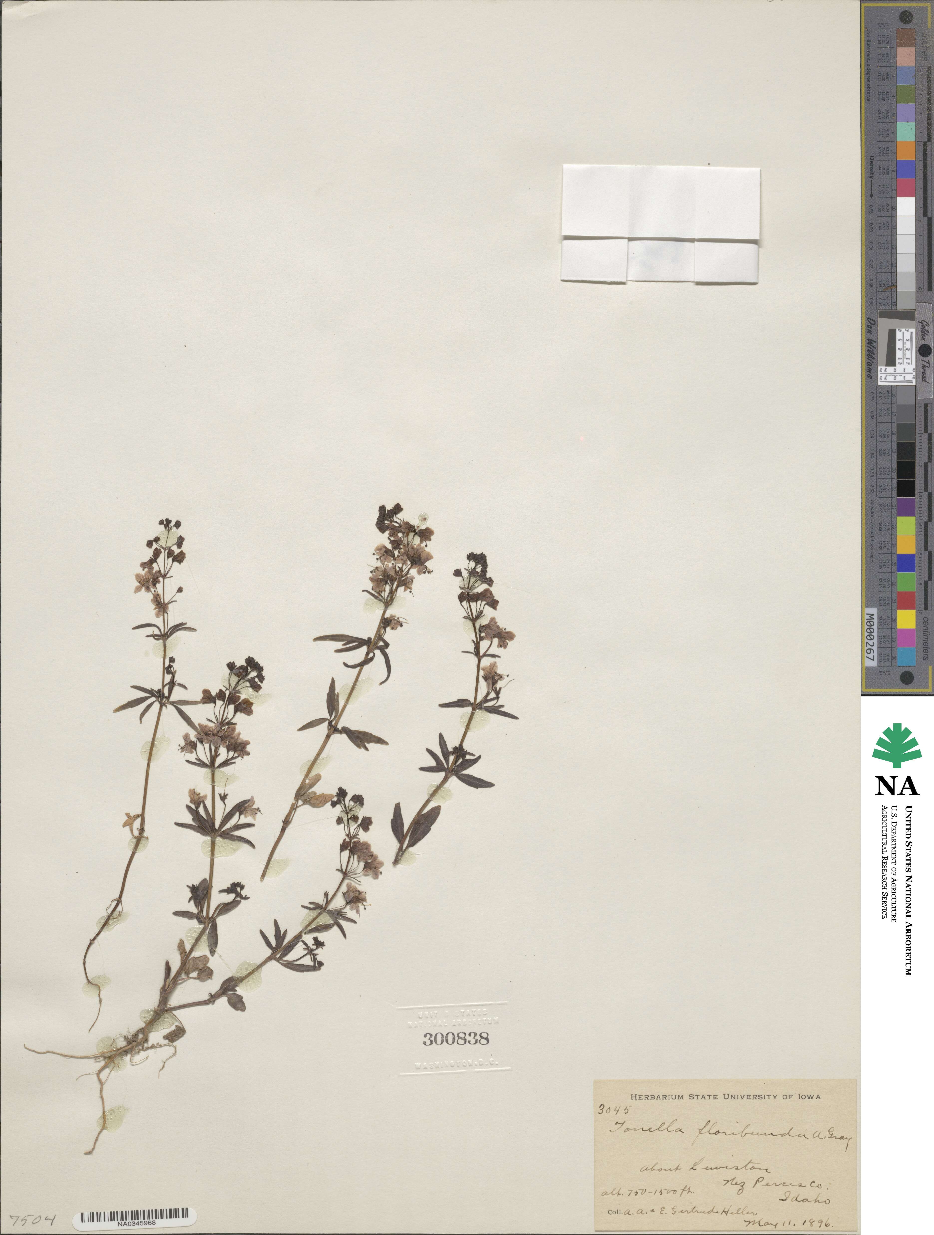 Tonella floribunda image