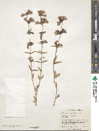 Collinsia bicolor image