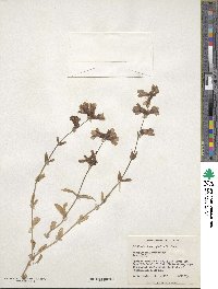 Collinsia bicolor image